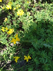 Lotus corniculatus