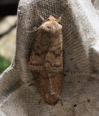 Hoplodrina octogenaria