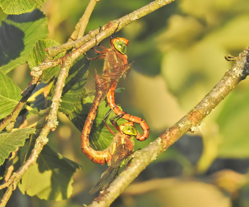 Rudasis laumžirgis nuotrauka