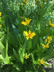 Wyethia amplexicaulis