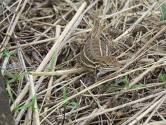 Sceloporus subniger