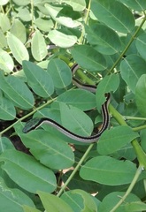 Striped Lowland Snake photo 5