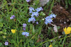Myosotis alpestris