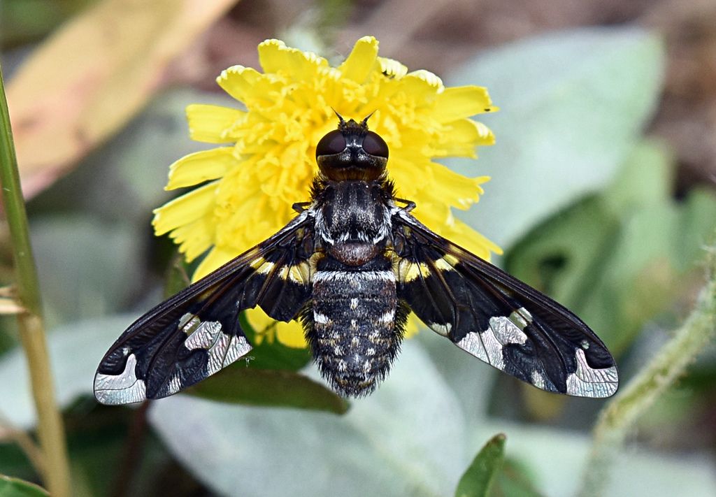 Dorcadion Bee Fly