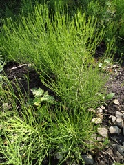 Equisetum arvense