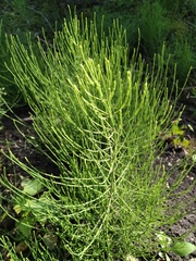 Equisetum arvense
