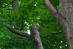 Melanerpes carolinus