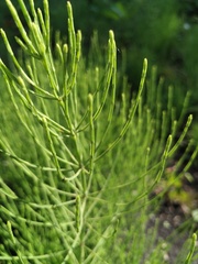 Equisetum arvense