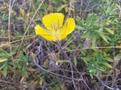Calochortus weedii