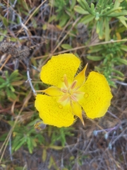 Calochortus weedii