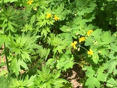 Chelidonium majus