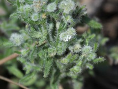 Cryptantha maritima