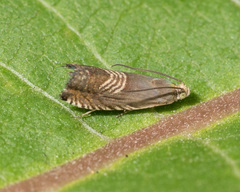Grapholita tristrigana