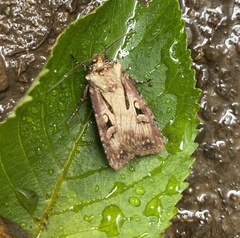 Agrotis vancouverensis