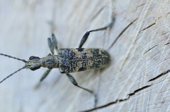 Rhagium mordax