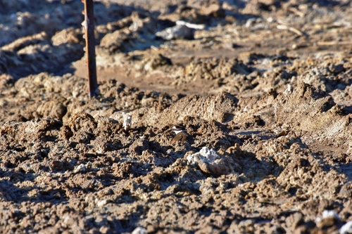 Killdeer photographed in Nevada