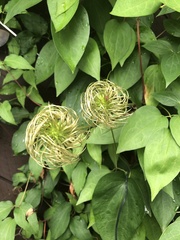 Clematis viorna