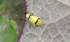 Diabrotica arcuata