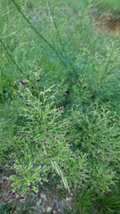 Scrophularia juratensis