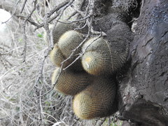 Mammillaria rhodantha
