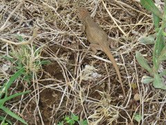 Sceloporus subniger