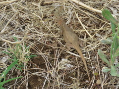 Sceloporus subniger