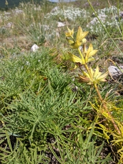 Salvia scabiosifolia