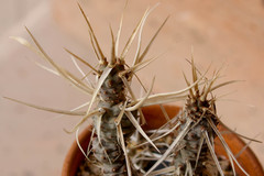 Tephrocactus