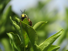 Centris flavofasciata