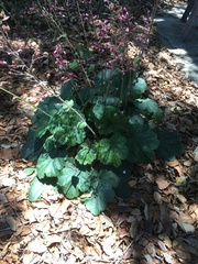 Rhodoheuchera