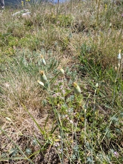 Dianthus marschallii