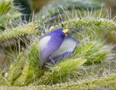 Lupinus pusillus intermontanus