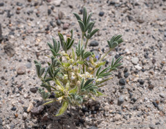 Lupinus pusillus intermontanus