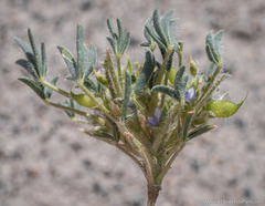 Lupinus pusillus intermontanus