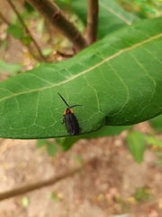 Lucidota atra
