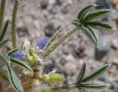 Lupinus pusillus intermontanus