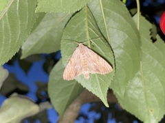 Apamea lithoxylaea
