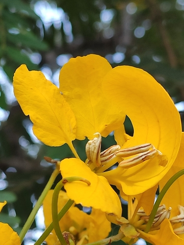 Senna multijuga