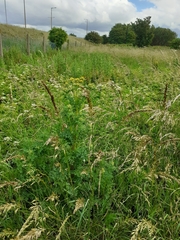 Jacobaea vulgaris