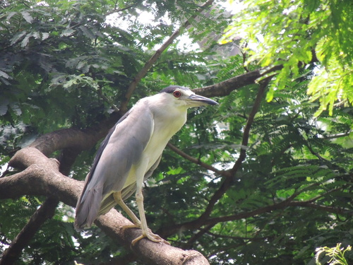 Nycticorax image