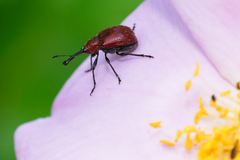 Merhynchites bicolor