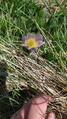 Pulsatilla violacea