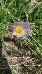 Pulsatilla violacea