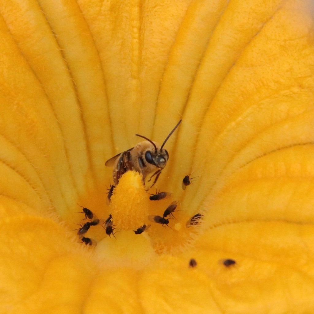 Pruinose Squash Bee from Point Loma Heights, San Diego, CA, USA on June