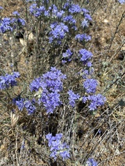 Eriastrum densifolium
