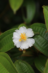 Miconia subhirsuta