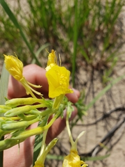 Oenothera clelandii