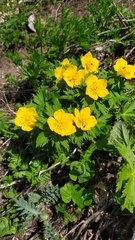 Trollius ranunculinus