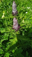 Pedicularis atropurpurea