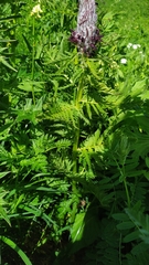 Pedicularis atropurpurea